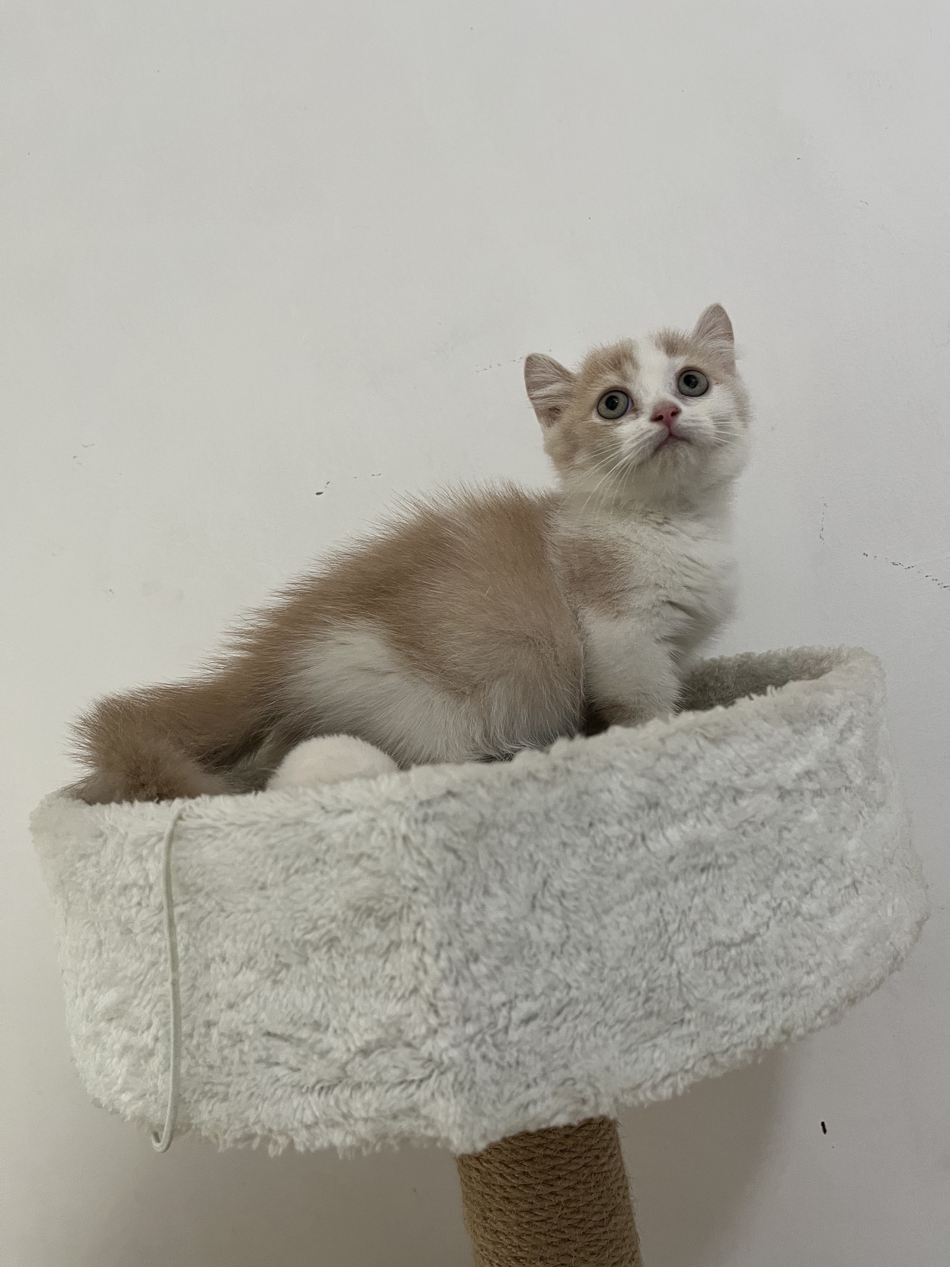 卷耳矮脚猫卷耳曼基康乳白卷耳